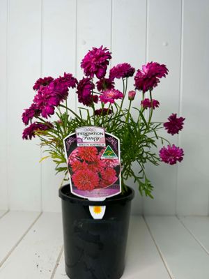 Argyranthemum 'Pom Pom ' (Federation Daisy) – 140mm Pot