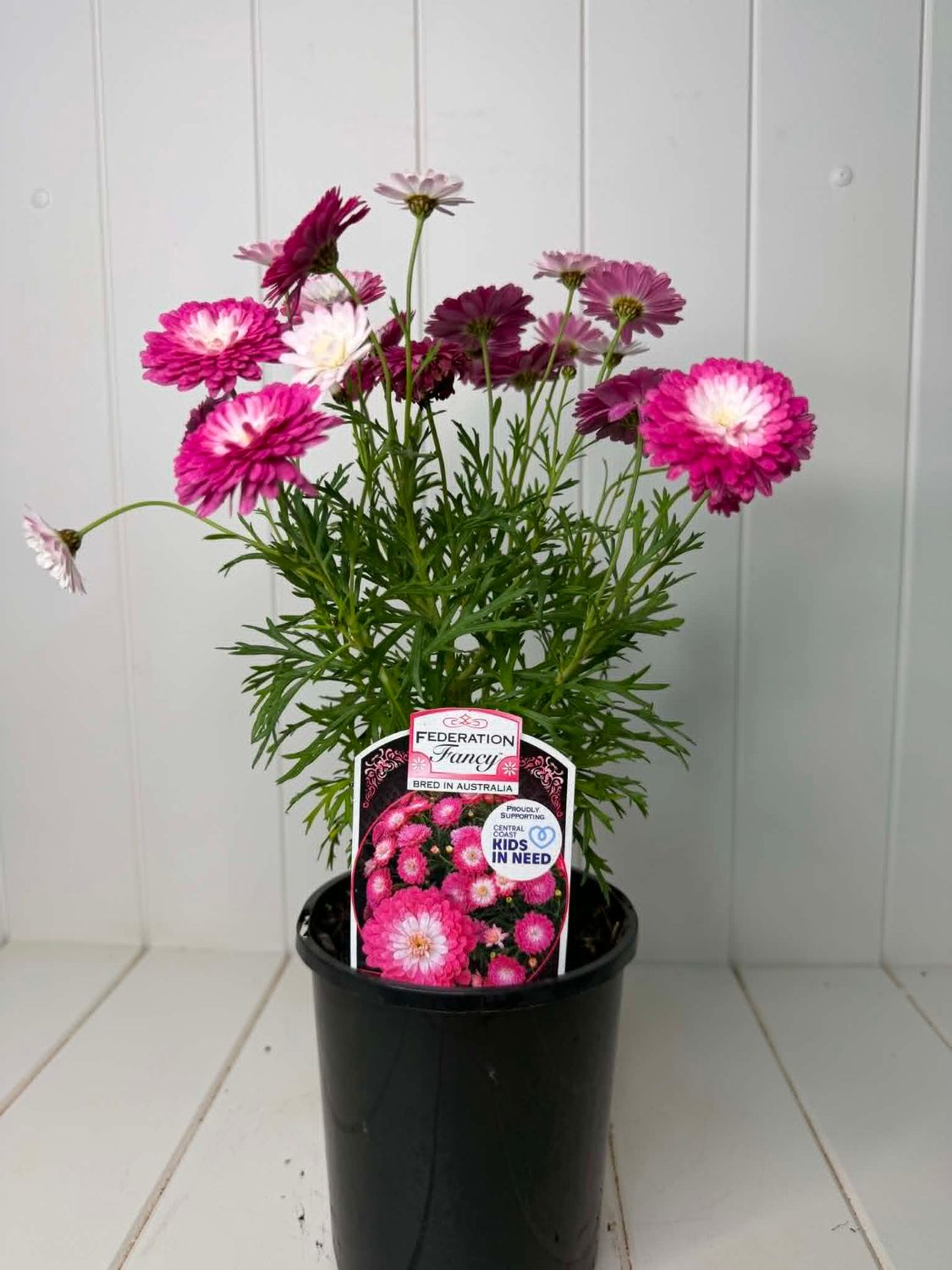 Argyranthemum 'Pink Posy' (Federation Daisy) – 140mm