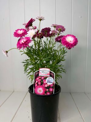 Argyranthemum 'Pink Posy' (Federation Daisy) – 140mm