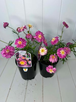Argyranthemum 'Sunrise Pink' (Federation Daisy) – 140mm Pot
