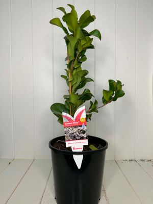 Rhaphiolepis 'Cosmic White' – 180mm