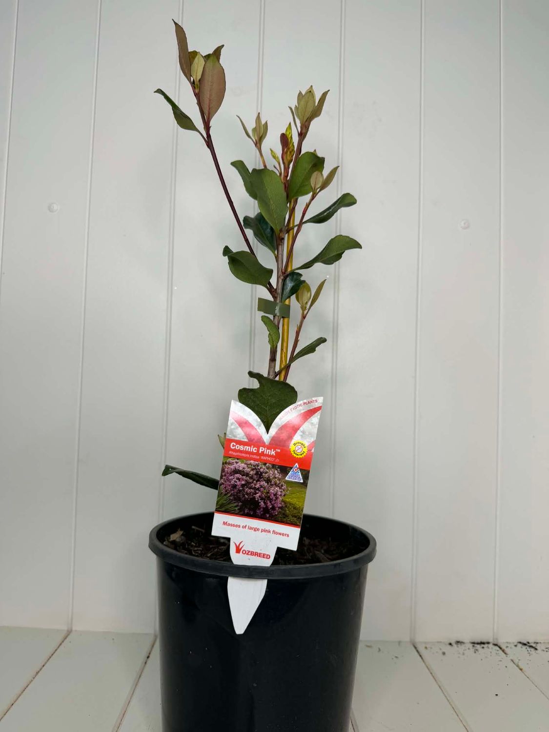 Rhaphiolepis 'Cosmic Pink' – 180mm Pot