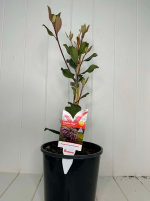 Rhaphiolepis 'Cosmic Pink' – 180mm Pot