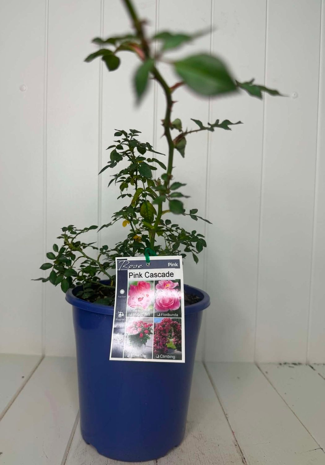 Rose - Pink Cascade-  – 180mm Pot