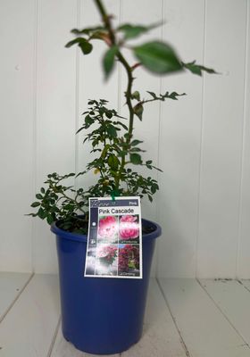 Rose - Pink Cascade-  – 180mm Pot