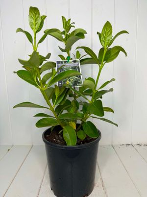 Viburnum odoratissimum (Sweet Viburnum) – 180mm
