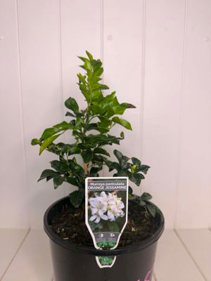 Murraya paniculata (Orange Jasmine) – 180mm