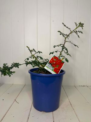 Rose  'Red Cascade' – 180mm Pot