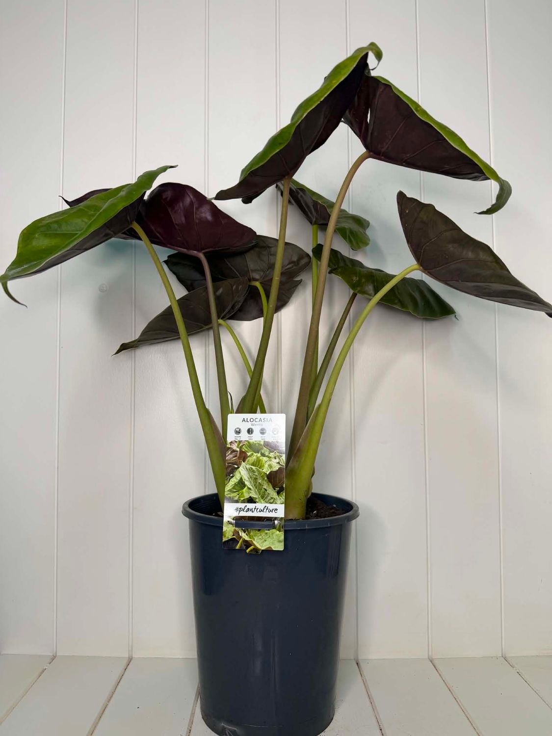 Alocasia wentii (Elephant Ear) – 5L Pot