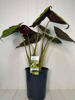 Alocasia wentii (Elephant Ear) – 5L Pot