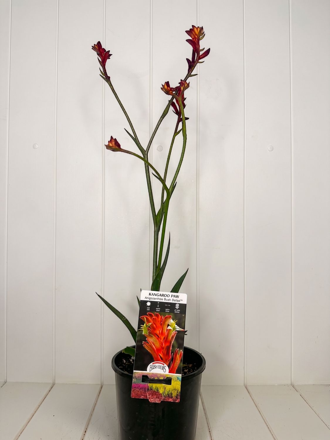 Anigozanthos 'Bush Ballad' (Kangaroo Paw) – 140mm Pot