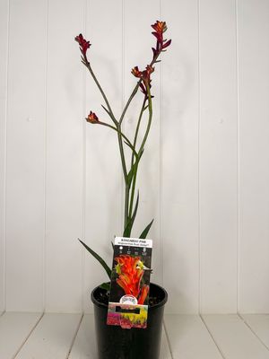 Anigozanthos 'Bush Ballad' (Kangaroo Paw) – 140mm Pot