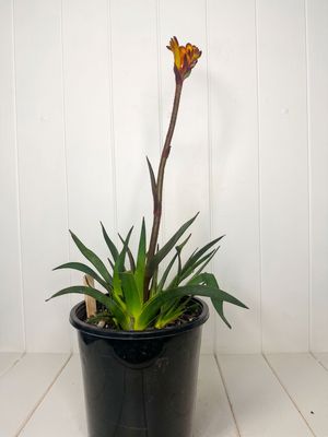 Anigozanthos 'Bush Fire' (Kangaroo Paw) – 170mm Pot