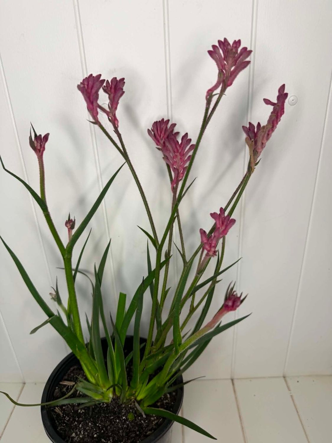 Anigozanthos 'Bush Pearl' (Kangaroo Paw) – 170mm Pot