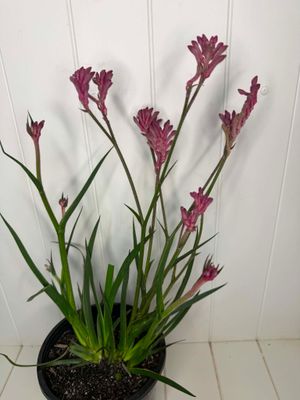 Anigozanthos 'Bush Pearl' (Kangaroo Paw) – 170mm Pot