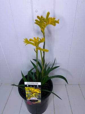 Anigozanthos 'Bush Zest' (Kangaroo Paw) – 170mm Pot