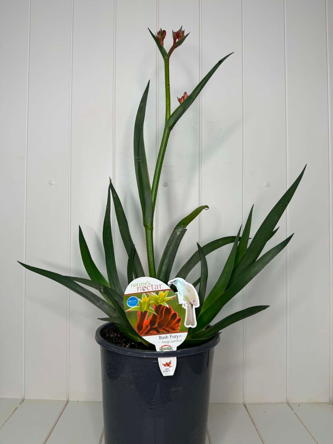 Anigozanthos 'Bush Fury' (Kangaroo Paw) – 5L Pot