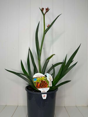Anigozanthos 'Bush Fury' (Kangaroo Paw) – 5L Pot