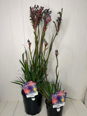 Anigozanthos 'Celebrations Fireworks' (Kangaroo Paw) – 170mm Pot