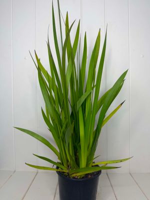 Anigozanthos flavidus 'Yellow' (Kangaroo Paw) – 130mm Pot