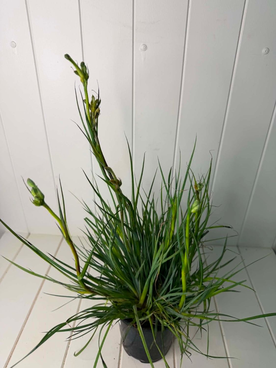 Anigozanthos viridis (Green Kangaroo Paw) – 130mm Pot