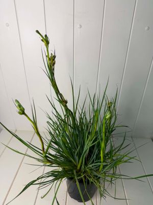 Anigozanthos viridis (Green Kangaroo Paw) – 130mm Pot