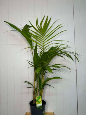 Archontophoenix cunninghamiana (Bangalow Palm) – 5Ltr