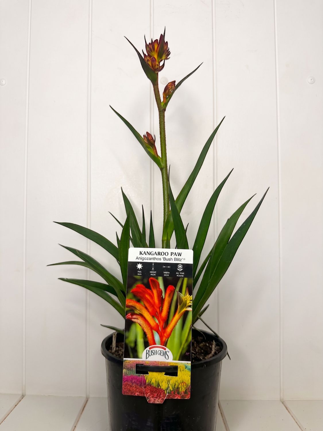 Anigozanthos 'Bush Blitz' (Kangaroo Paw) – 140mm Pot