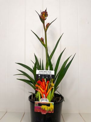 Anigozanthos 'Bush Blitz' (Kangaroo Paw) – 140mm Pot
