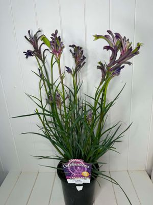 Anigozanthos 'Celebrations Carnivale' (Kangaroo Paw) – 170mm Pot