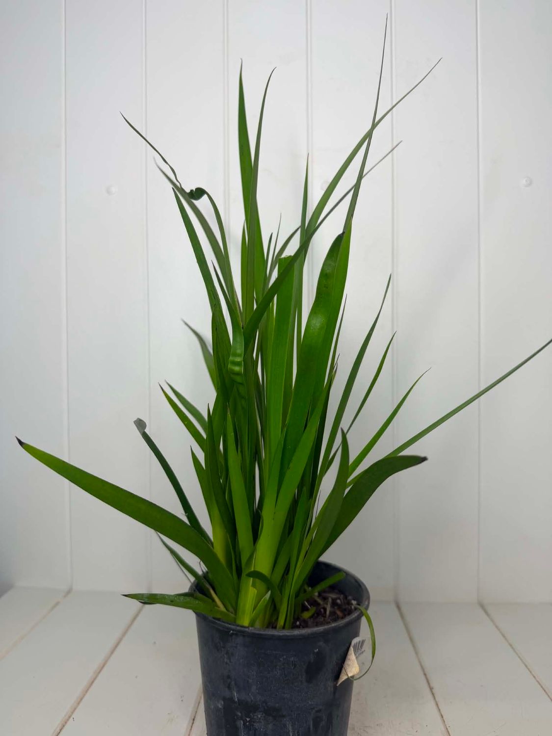 Anigozanthos flavidus 'Red' (Kangaroo Paw) – 130mm Pot