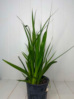 Anigozanthos flavidus 'Red' (Kangaroo Paw) – 130mm Pot