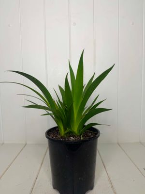 Anigozanthos 'Yellow Gem' (Kangaroo Paw) – 140mm Pot