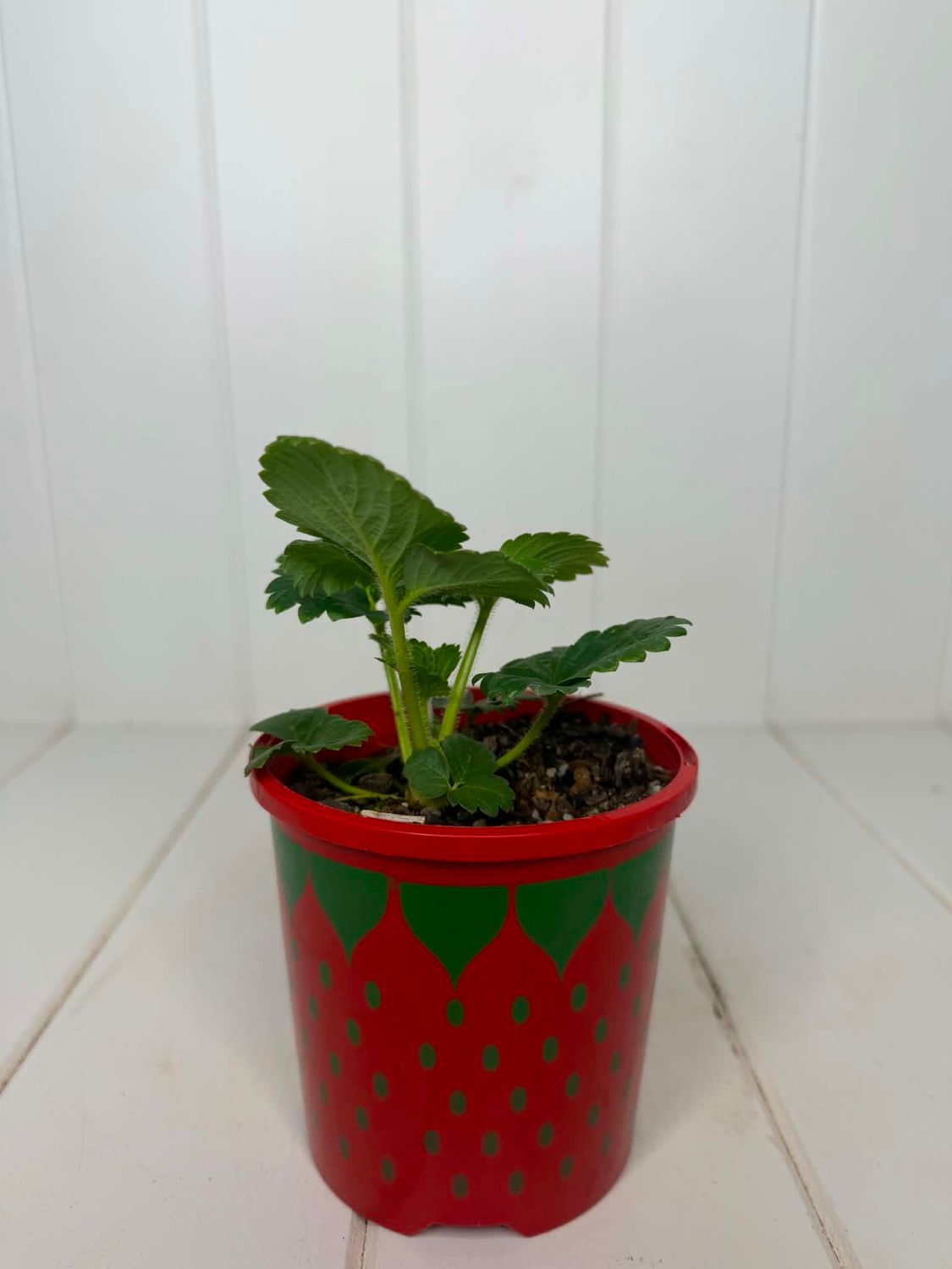 Strawberries - 100mm pot
