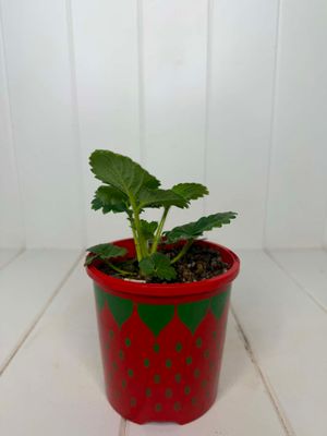 Strawberries - 100mm pot