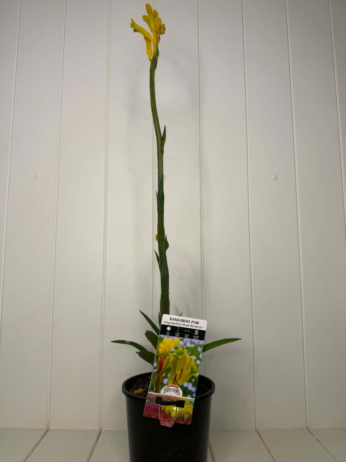 Anigozanthos 'Bush Bonanza' (Kangaroo Paw) – 140mm Pot
