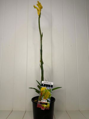 Anigozanthos 'Bush Bonanza' (Kangaroo Paw) – 140mm Pot