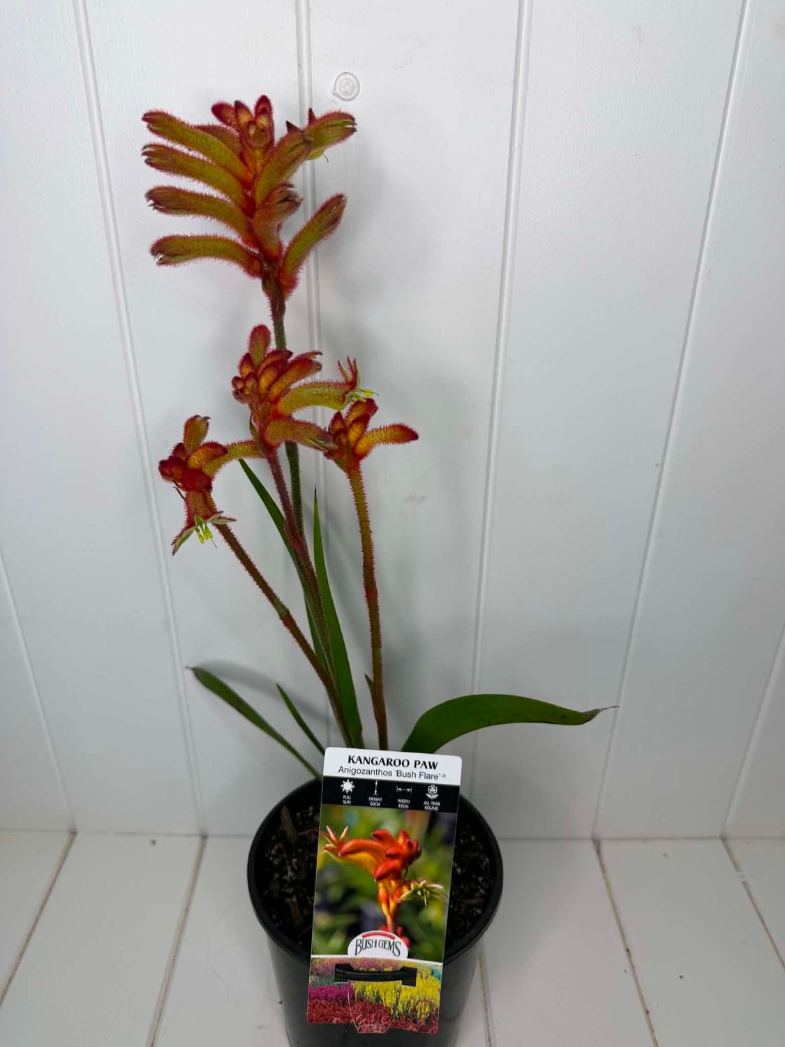 Anigozanthos 'Bush Flare' (Kangaroo Paw) – 140mm Pot