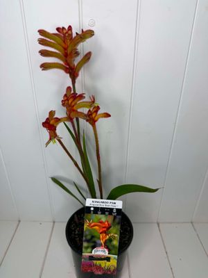 Anigozanthos 'Bush Flare' (Kangaroo Paw) – 140mm Pot