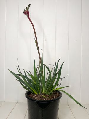 Anigozanthos 'Bush Dance' (Kangaroo Paw) – 170mm Pot