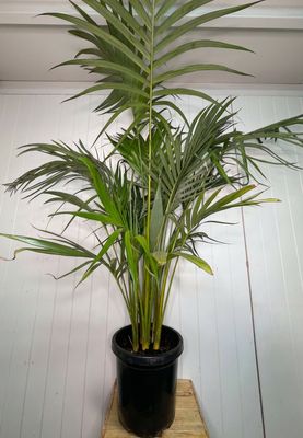 Archontophoenix alexandrae (Alexandra Palm / King Palm)