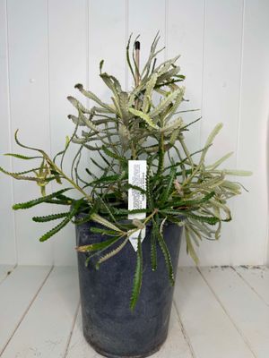 Banksia attenuata (Candlestick Banksia) – 5L Pot