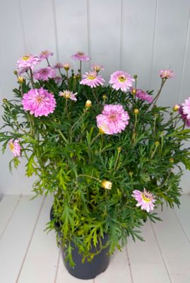 Argyranthemum 'Sunday Best' (Federation Daisy) – 170mm Pot