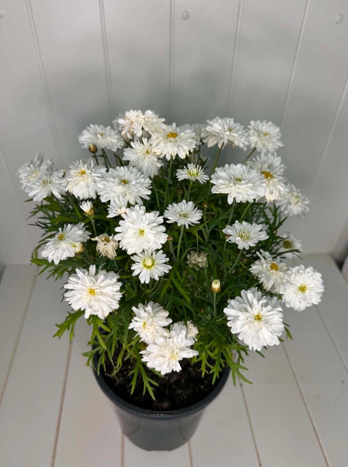 Argyranthemum 'Super Duper'  (Federation Daisy) – 170mm Pot