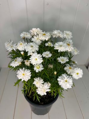 Argyranthemum 'Super Duper'  (Federation Daisy) – 170mm Pot