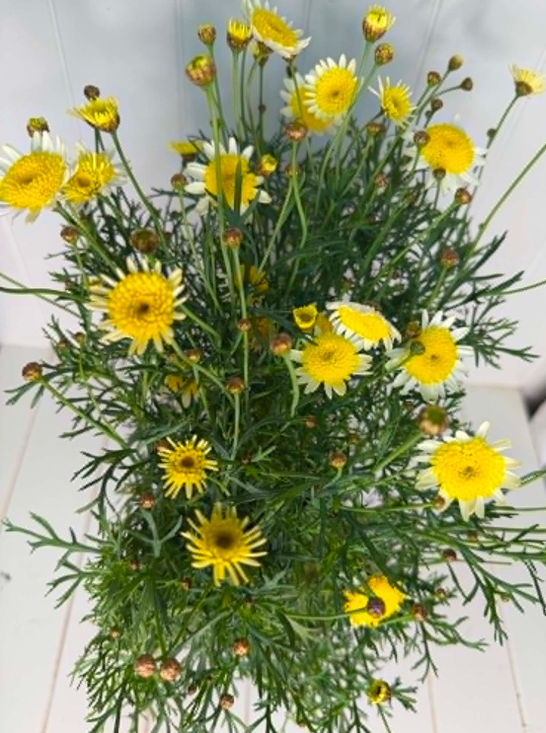 Argyranthemum 'Sunny Days' (Federation Daisy)– 170mm Pot