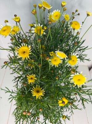 Argyranthemum 'Sunny Days' (Federation Daisy)– 170mm Pot
