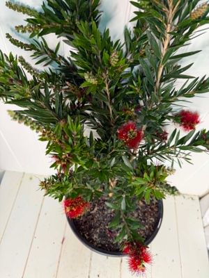 Callistemon 'Macarthur' (Bottlebrush)  - 5Ltr