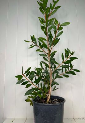 Callistemon 'Endeavour' (Bottlebrush)– 5Ltr Pot