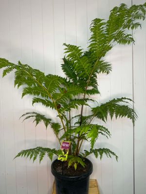 Cyathea cooperii (Australian Tree Fern) – 30cm Pot